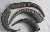 Pointe de corne de buffle brute de haute qualité, taille personnalisée, couleur naturelle polie, artisanat naturel décoratif portable pour les fêtes religieuses