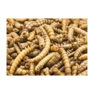Aperitivos saludables para mascotas Venta caliente gusano de la harina seco/gusano de la harina liofilizado/gusano de la harina vivo - Product Image 6