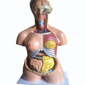 Modelos Anatómicos de Patología de PVC para Entrenamiento en Ciencias Médicas para Escuelas y Hospitales - Product Image 1