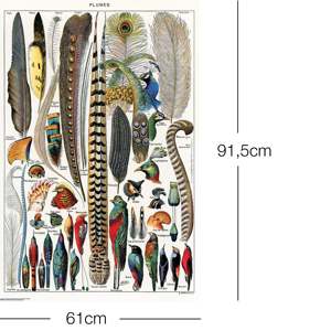 Adolphe Millot's Feathers <b>Poster</b> Durable Paper Design for Wall Decor - Product Image 2