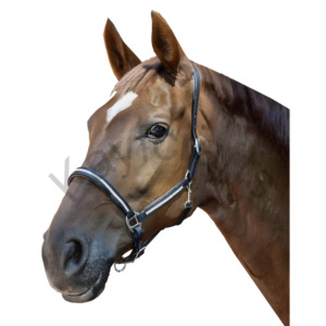 Halter de cheval rembourré avec raccords argentés et ajustement réglable en cuir de harnais pleine fleur avec accent de diamant - Product Image 2