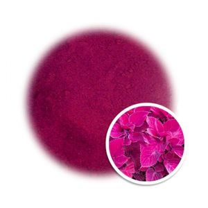 Polvo de Magenta Seco de la Mejor Calidad, 100% Orgánico, Hecho en Vietnam - Product Image 5