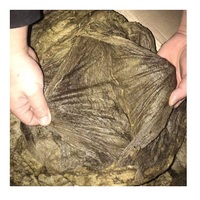 Omasum Sapi Beku Halal Kualitas Premium dengan Harga Grosir