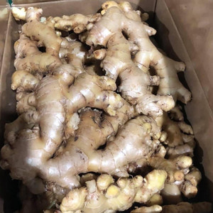 Gingembre frais et séché, bon prix, produit agricole du Vietnam - Product Image 1