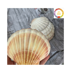 Conchas de vieiras limpias de alta calidad para asar velas para hornear jabón, suministro a granel para exportación - Product Image 4