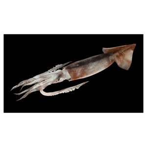 Calamar japonés a precio de fábrica para comercio mayorista - Product Image 4