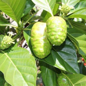 FRUTA IQF NONI | ORIGEN DE VIETNAM | LONCHAS Y CUBOS | SERVICIO DE ALIMENTACIÓN - Product Image 4