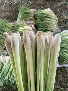 ตะไคร้สีเขียวสดจากเวียดนามของขวัญประจำวันของความบริสุทธิ์เขตร้อน - Product Image 6