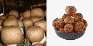 Agaricus-seta blazei seca, la mejor calidad, de Vietnam - Product Image 6