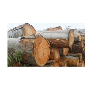 Debarked Eucalyptus Round <b>Logs</b> – Ideal for Pulp, Paper, Biomass, and Energy Production - Product Image 3