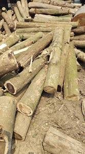 Estacas de madera de eucalipto recubiertas de polvo ecológicas de alta calidad Color natural para uso en construcción de jardines Excelente costo - Product Image 2