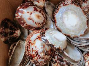 Tesoro oceánico: Recuerdos de conchas marinas naturales para coleccionistas - Product Image 2