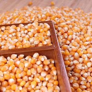Maíz Glutinoso Amarillo para Consumo Humano, Grado 1, Orgánico, Seco, 25/50 kg, en Bolsa de Polipropileno, Vida Útil de 2 Años - Product Image 5