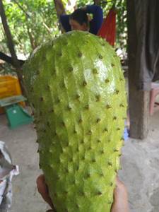 Fruit de sauterelle de haute qualité/Fruit de sauterelle congelée à prix compétitif Ms sofia - Product Image 4