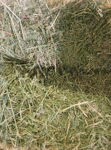 Heno de Alfalfa Premium en Pacas, Grado A, 16-22 Por Ciento de Proteína, para Vacas Lecheras, Caballos y Alimentación de Ganado, Suministro al Por Mayor a Nivel Global - Product Image 5