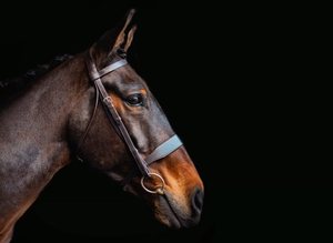 Hunt Bridle Bride de cheval en cuir véritable en Inde Hot Multi Color Bride de cheval en cuir véritable Taille complète - Product Image 3