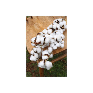 Suministro mundial de fibra de algodón crudo blanco para la producción de hilo textil para uso de hilado por empresas de la industria - Product Image 1