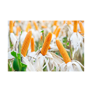 Nuevo cultivo de maíz amarillo sin OGM, alimento seco para animales de alta calidad, bueno para el consumo de animales humanos directamente del proveedor - Product Image 3