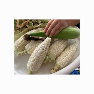 MAÍZ/MAIZE/Maíz blanco OGM o NO OGM para alimentación humana y animal - Product Image 5