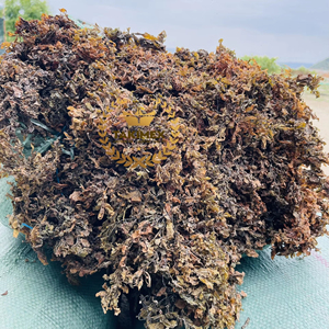 VENTES CHAUDES SARGASSUM ALGUE SÉCHÉE pour ALIMENTS POUR ANIMAUX pour le VIETNAM - Product Image 1