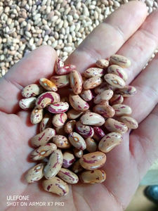 2022 nouvelle culture meilleure qualité haricots en gros haricots secs Pinto haricot moucheté léger - Product Image 6