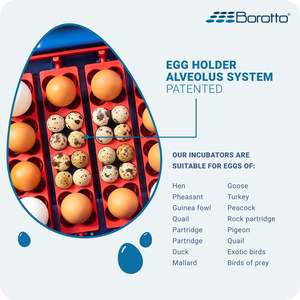 Borotto Lumia 16 12V <b>Egg</b> Incubator Price Factory Supply Automatic Medium-Sized Chicken <b>Egg</b> Incubator for 16/64 <b>Eggs</b> - Product Image 3