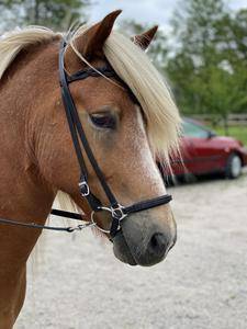 Banda de cuero para cejas de alta calidad para caballos, producto al mejor precio - Product Image 3