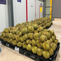 Thaise leveranciers importeurs diepvries Thaise Durian stukjes Monthong Premium kwaliteit 500g IQF export klaar zoet gouden vruchtvlees 14 dagen A4