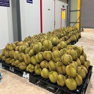 Proveedor de Tailandia, Importadores de Trozos de Durian Tailandés Congelado, Monthong, Grado Premium, 500g, IQF, Listo para Exportar, Pulpa Dulce Dorada - Product Image 6