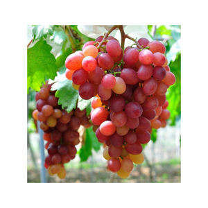 Uvas Thompson sin semillas crujientes, sabor ligeramente dulce, cosecha de alta calidad, adecuadas para la elaboración de pasas, supermercados e importadores - Product Image 4