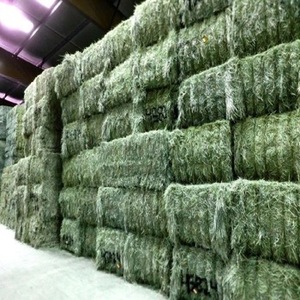 Foin de luzerne et d'herbe de Rhodes de qualité supérieure pour chevaux, bovins, porcs, poissons et chiens à prix très avantageux - Emballage de 45 kg/600 kg - Product Image 1