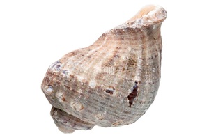 Loạt các loại của seashell-tự nhiên Việt Nam đại dương Seashell bán buôn sẵn sàng cho xuất khẩu kích thước lớn ốc vỏ - Product Image 6