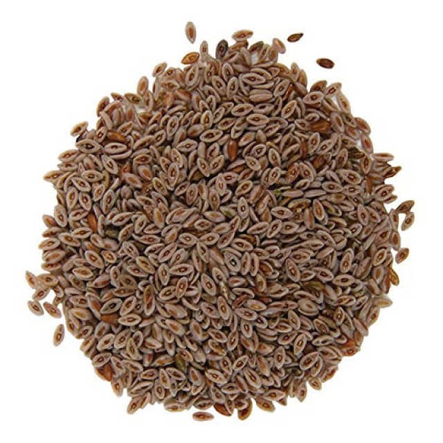 Происхождение семян шелухи псиллия (Isabgol) - Plantago Ovata для посева и здоровья (экспортное качество)