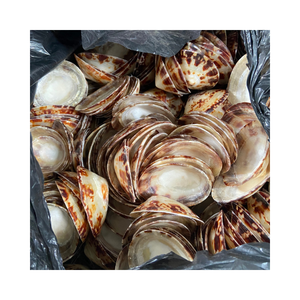 Conchas marinas de Lapa asequibles: alta calidad, uniformes, listas para la exportación, de Vietnam - Product Image 4