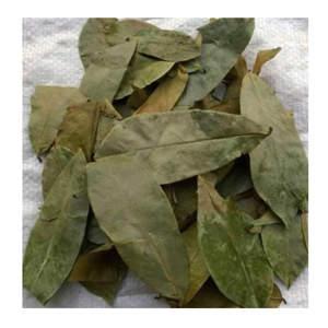 Dried Soursop Leaves For Graviola <b>Tea</b> Bags Wholesale Dried Soursop Leaves From 99 Gold Data Vietnam - Product Image 1
