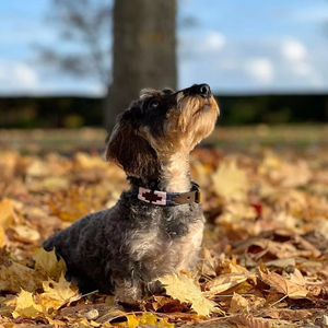 Divine International Direct Factory Polo Collares de cuero para perros Estilo clásico de lujo Personalizable Pedidos a granel Descuento disponible - Product Image 1