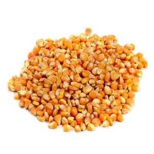 Maïs jaune sans gm, maïs jaune et maïs blanc, maïs jaune séché à l'air, meilleure vente à l'exportation - Product Image 5