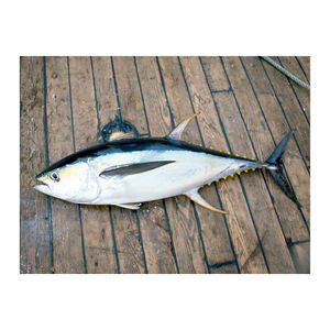 Livraison rapide de thon jaune congelé pour les acheteurs directs d'usine - Product Image 5