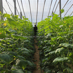Invernadero de Película de Alta Eficiencia de un Solo Tramo para el Cultivo de Pepinos en la Agricultura Europea - Product Image 4