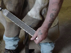 Outil de toilettage de maréchal-ferrant à double facettes durable avec poignée ergonomique antidérapante et performance de coupe de précision - Product Image 3