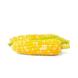 Maíz amarillo de grado alimenticio/maíz amarillo/granos de maíz amarillo