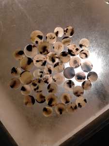 Qualité supérieure 100% naturel buffle/corne de vache bouton blancs couleur 09 pour l'industrie des boutons directement de l'artisanat mondial Impex - Product Image 6