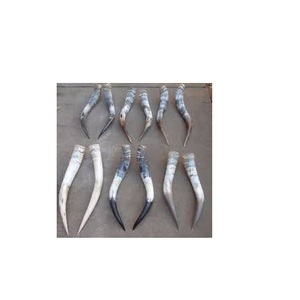 Corne de paire de buffles Produit avec hôtels décoratifs polis de taille moyenne et artisanat mural décoratif et naturel à bas prix - Product Image 2