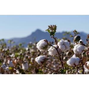 Mejor precio (Gossypium Barbadense)100% algodón crudo orgánico blanqueado ecológico entrega rápida al por mayor Stock relleno giratorio - Product Image 6