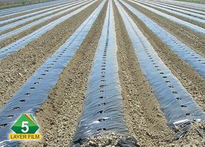 Las películas duraderas de mantillo negro para uso agrícola ayudan a controlar las malas hierbas y preservar la humedad del suelo para obtener mejores resultados de rendimiento de los cultivos - Product Image 2
