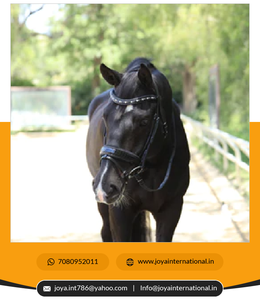 ชุดเดรสอาร์จินีลดีไซน์ใหม่อัจฉริยะ - Product Image 2