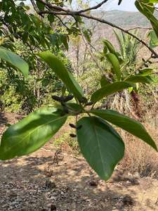 Hierba india tradicional Black Himej Producto agrícola Premium - Product Image 2