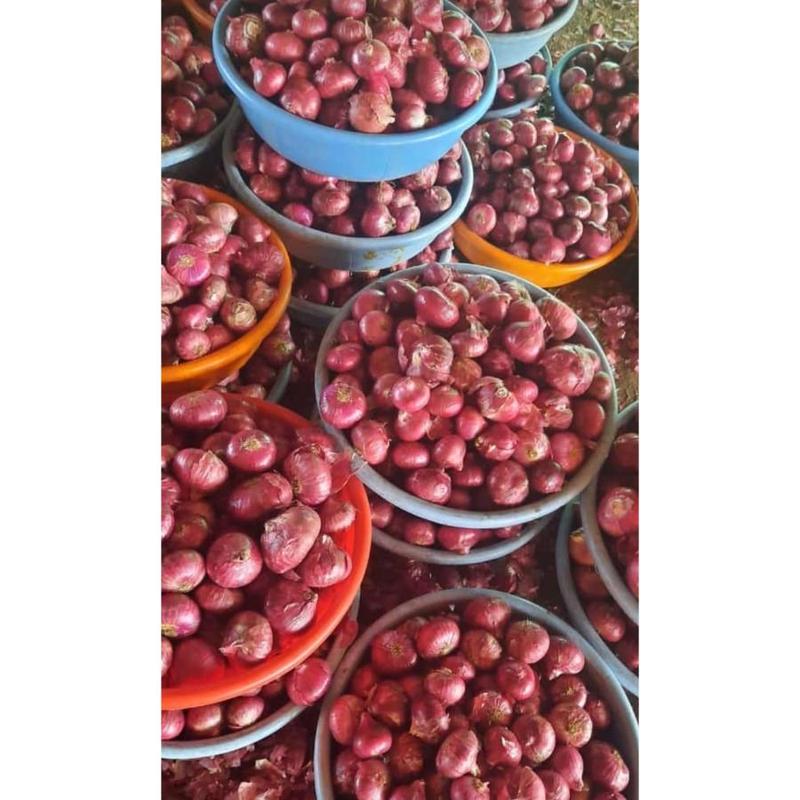 Fresh Vegetables Export Natural Green Chilli