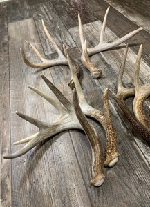 Resin Natural Deer Antlers <b>Head</b> for Wall Hanging - Product Image 3