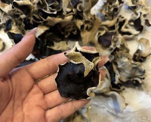 Champignons noirs séchés du Vietnam Parfaits pour les soupes, les ragoûts, les sautés Ingrédient de cuisine sain - Product Image 6